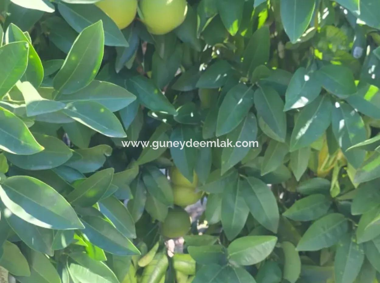 2 1, 70 M2 Dorfhaus Zum Verkauf Auf 902 M2 Land Null Zur Ortaca Akıncı Sarıgerme Road