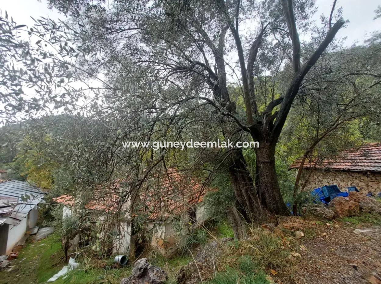 Dorfhaus Mit Eigentumsurkunde Zum Verkauf In Der Natur In Muğla Fethiye İnlice