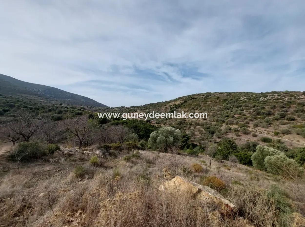 8.400 M² Schnäppchen-Olivenhain Zum Verkauf Mit Freistehender Eigentumsurkunde In Datça Yazı, Muğla