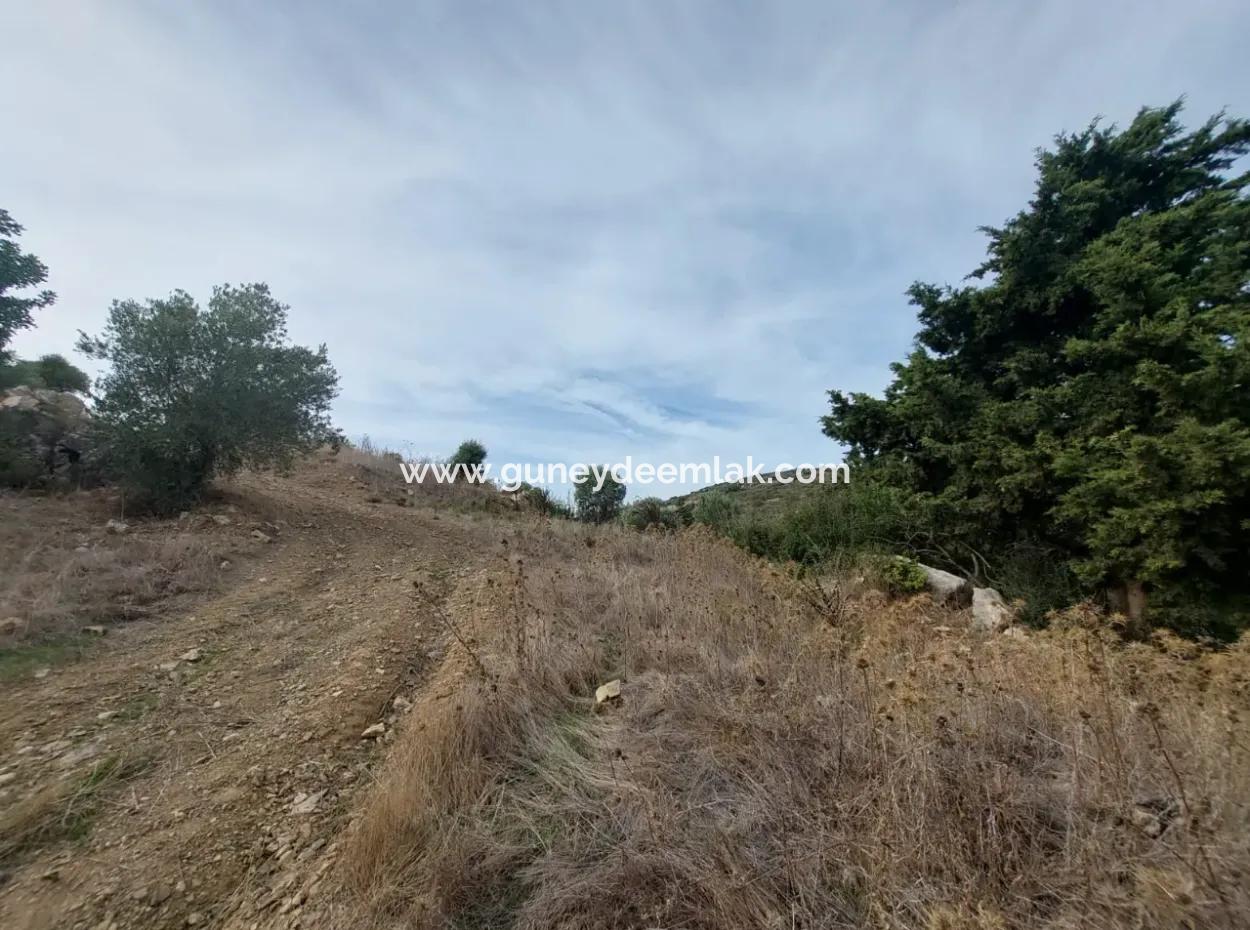 8.400 M² Schnäppchen-Olivenhain Zum Verkauf Mit Freistehender Eigentumsurkunde In Datça Yazı, Muğla