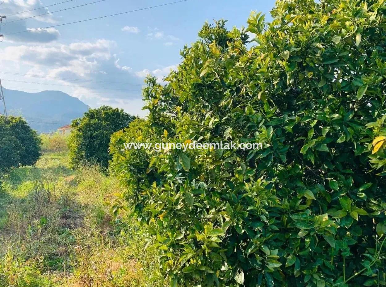 830 M2 Grundstück Zum Verkauf Schnäppchen In Dalyan