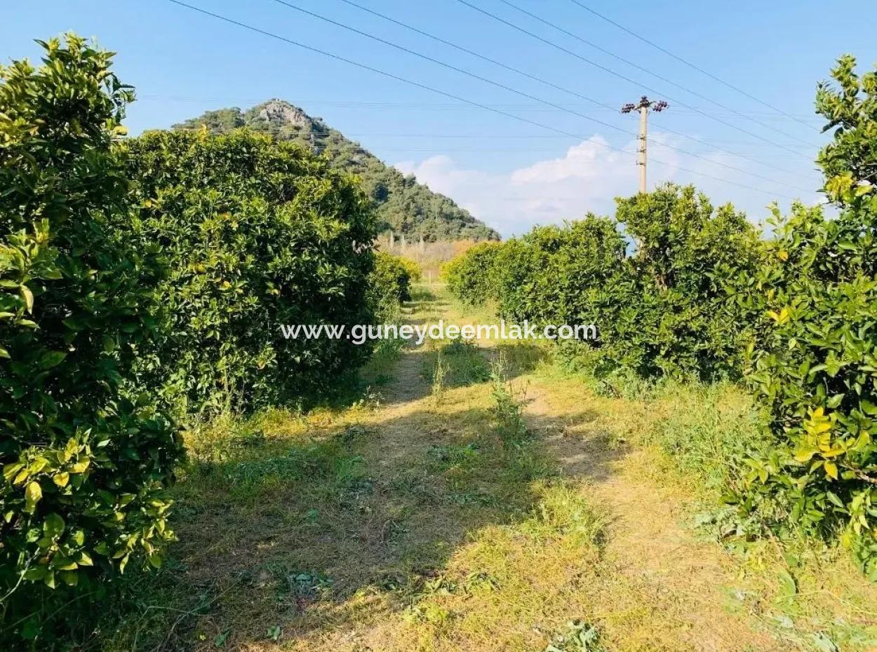 830 M2 Grundstück Zum Verkauf Schnäppchen In Dalyan