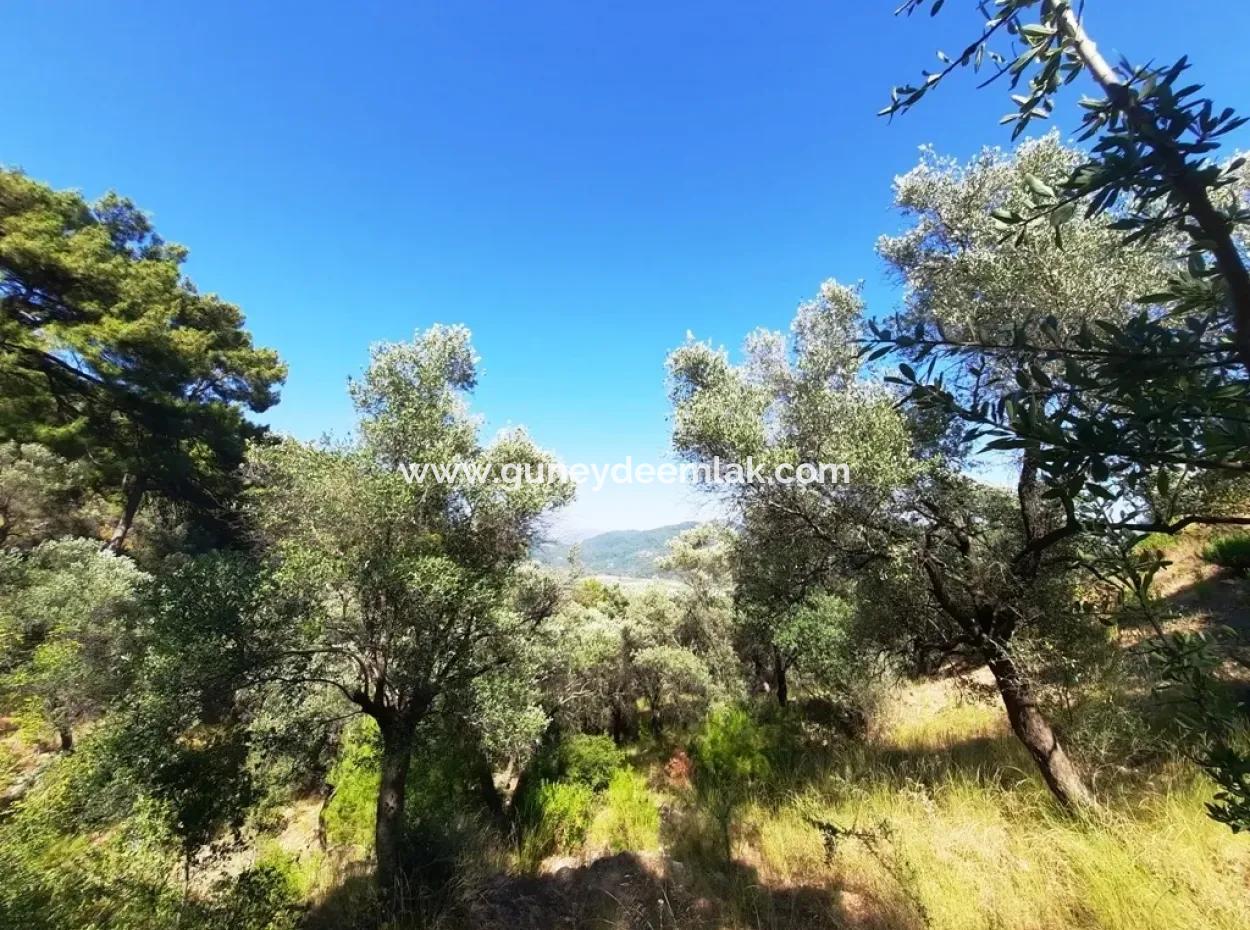 400 M2 Grundstück Zu Verkaufen Schnäppchen Ortaca Sarıgerme