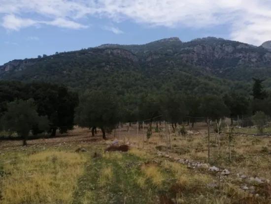 2788 M2 Feld Mit Seeblick Zu Verkaufen In Mugla Köyceğiz Zeytinalanı