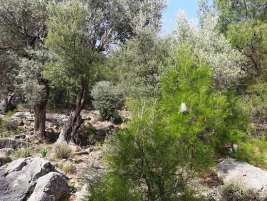 Das Besitzrecht An 3 100 M2 Treasury Land In Muğla Ortaca Dalyan Gökbel Wird Übertragen