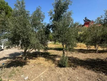 538 M² Grundstück Zum Verkauf In Ortaca Ekşiliyurt – Baugenehmigung Für 250 M²