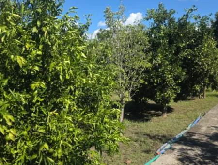 2 1, 70 M2 Dorfhaus Zum Verkauf Auf 902 M2 Land Null Zur Ortaca Akıncı Sarıgerme Road