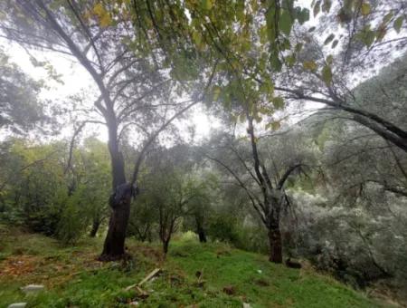 Dorfhaus Mit Eigentumsurkunde Zum Verkauf In Der Natur In Muğla Fethiye İnlice