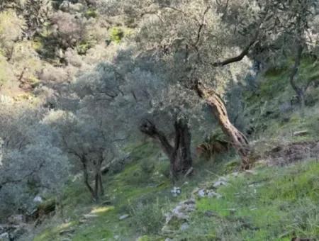 5 800 M2 Einzeltitel, Freistehendes Grundstück Zum Verkauf In Muğla Milas