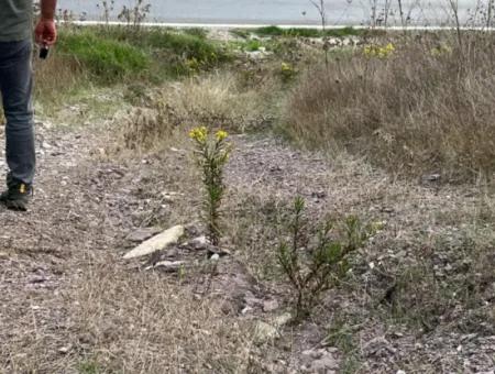 1.025 M2 Qualifiziertes Olivenhain-Land In Muğla Milas Çakıralan Steht Zum Verkauf