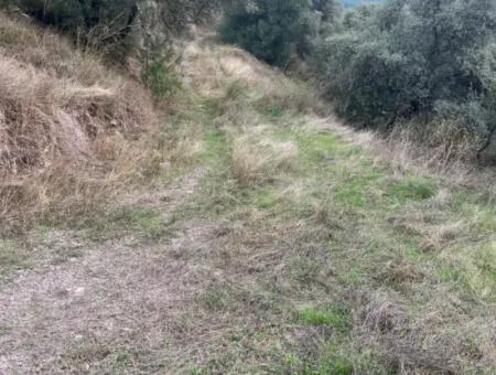 1.025 M2 Qualifiziertes Olivenhain-Land In Muğla Milas Çakıralan Steht Zum Verkauf