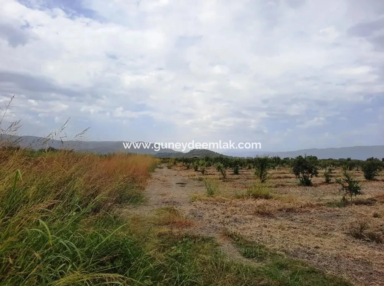 Fertile Land For Sale In Ortaca Eskiköy