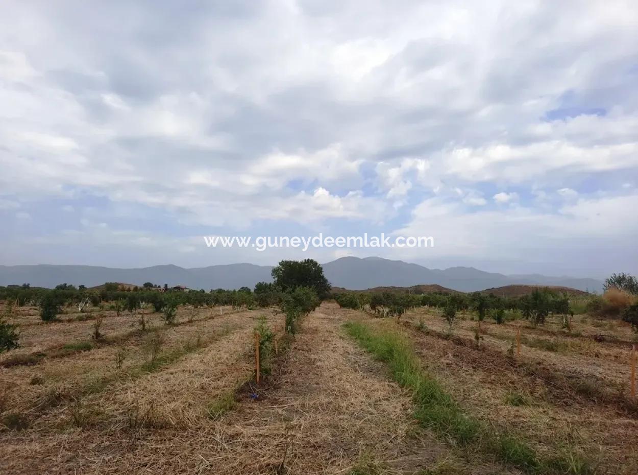 Fertile Land For Sale In Ortaca Eskiköy