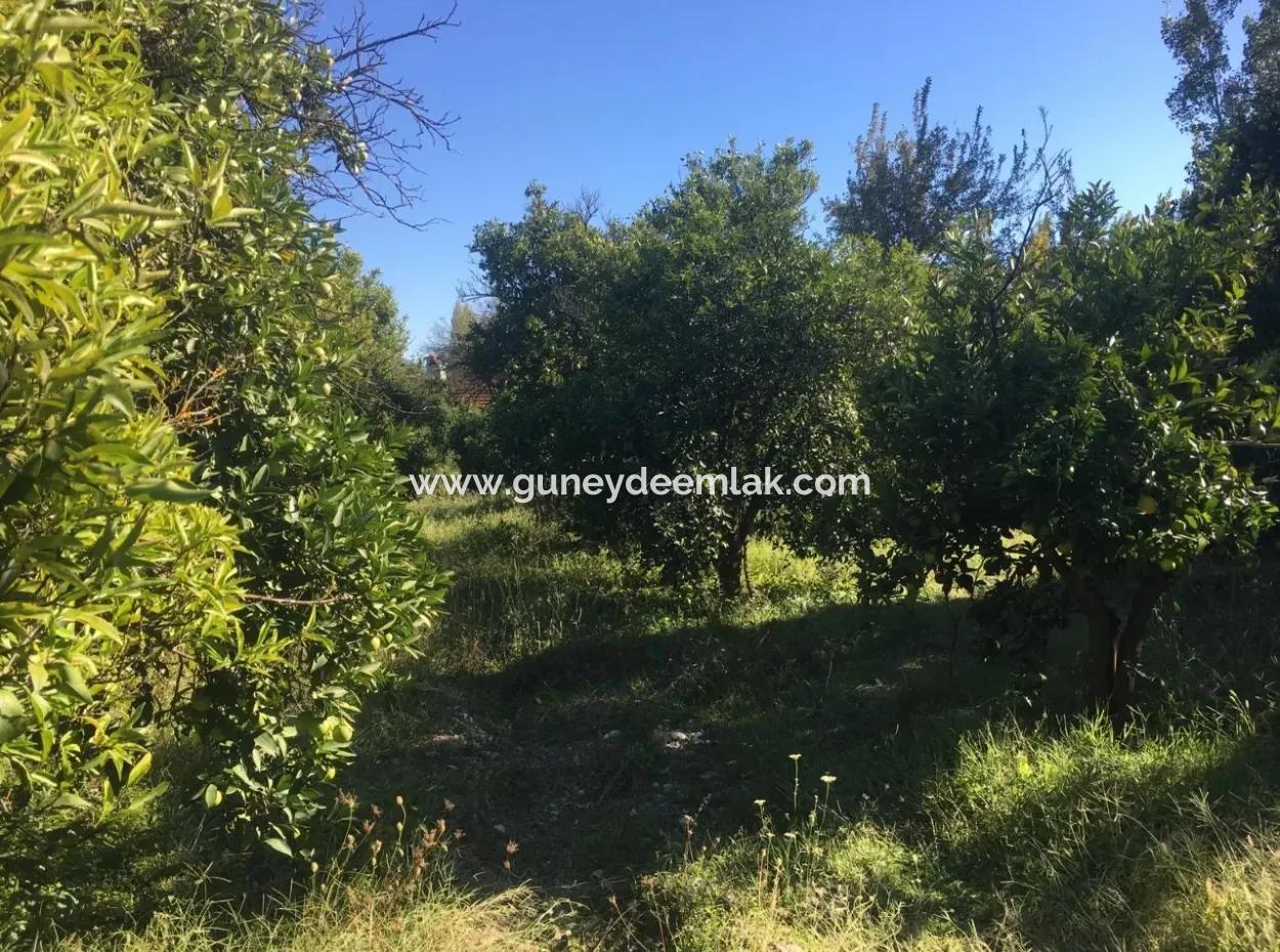 Land And Old Village House For Sale In Köyceeğiz Fire