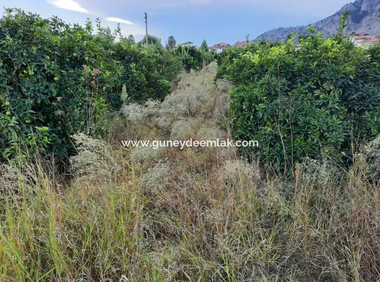 Mugla Dalyan Bargain Zoning Land For Sale