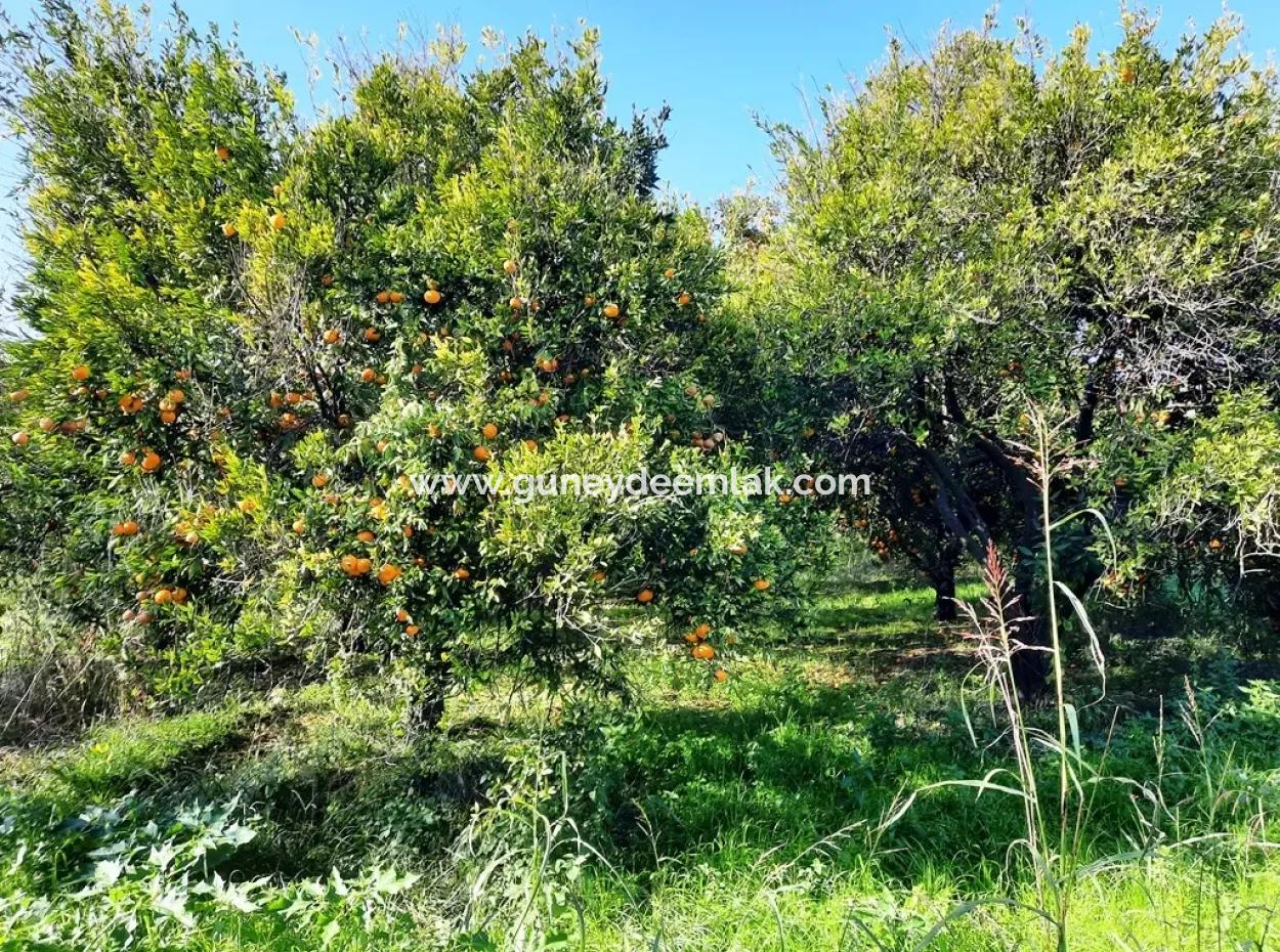 2200 M2 Detached Citrus Grove For Sale In Köyceğinz Döğüşbelen