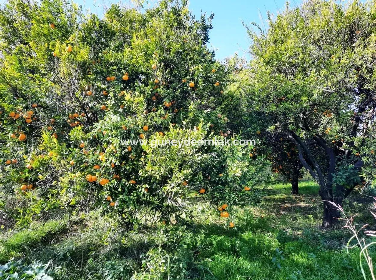 2200 M2 Detached Citrus Grove For Sale In Köyceğinz Döğüşbelen