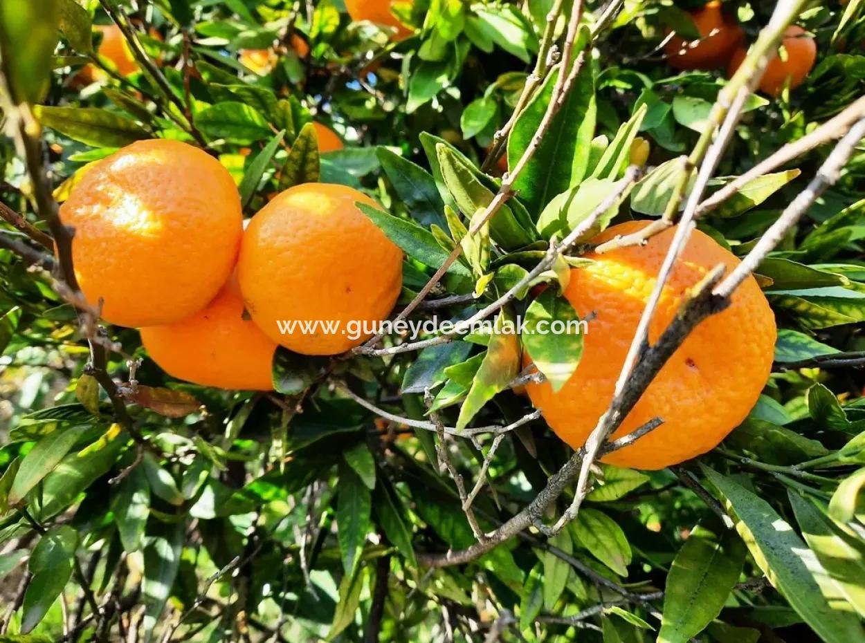 2200 M2 Detached Citrus Grove For Sale In Köyceğinz Döğüşbelen