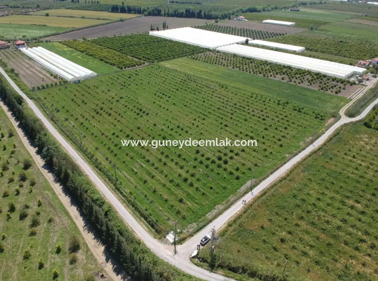 Oriya 26700 M2 Landscaped Garden Lemon Eskiköy Also For Sale