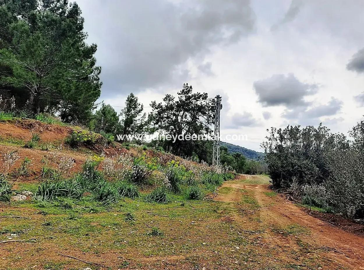 Dalyan Gökbel 13,100 M2 Field For Sale In Nature