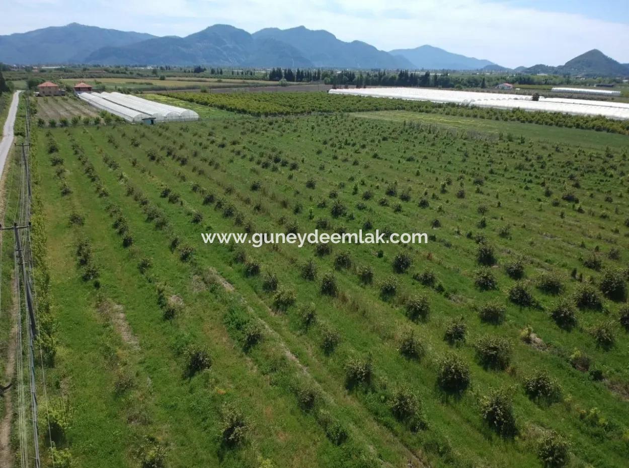 Oriya 26700 M2 Landscaped Garden Lemon Eskiköy Also For Sale