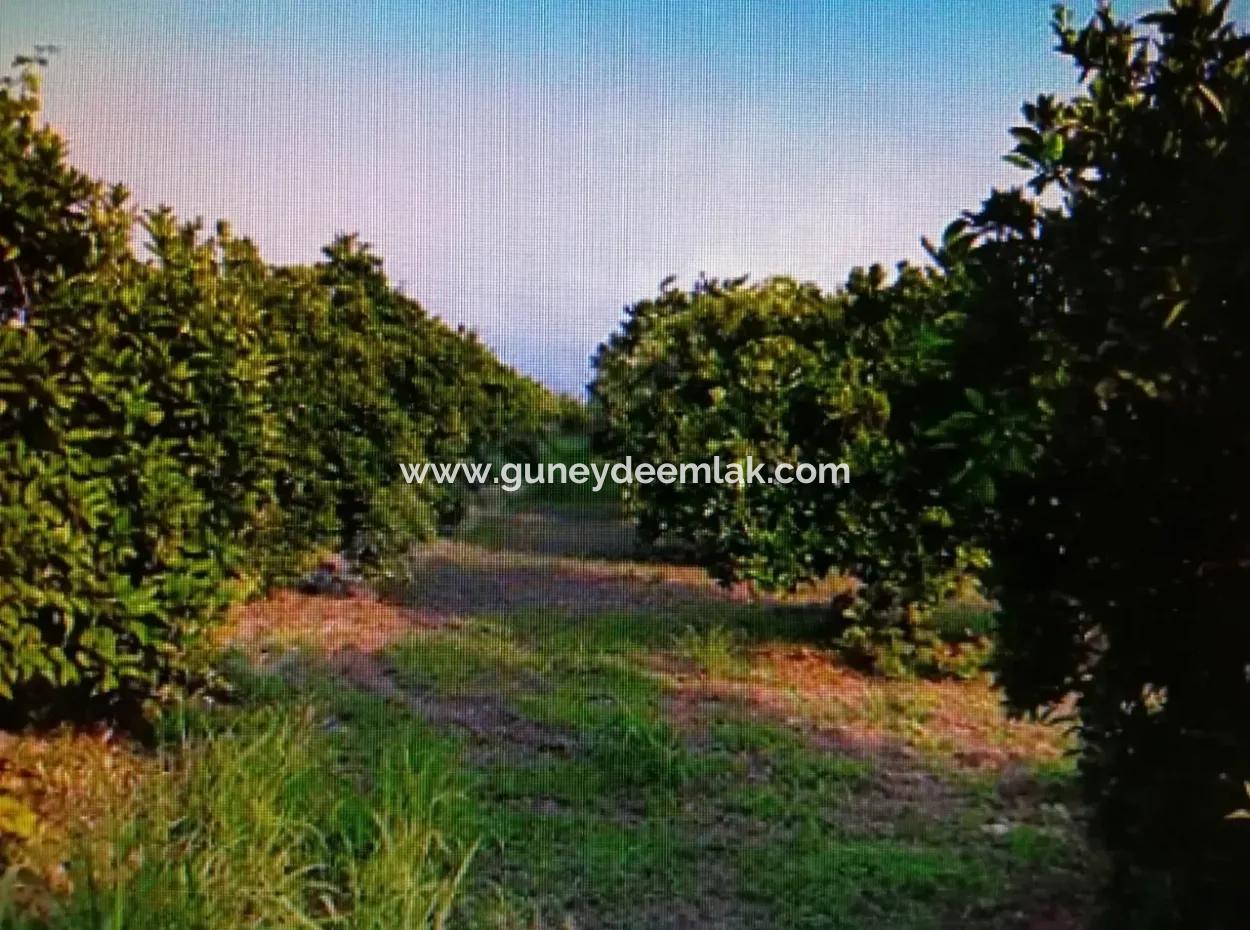 Citrus Garden For Sale In Köyceğiz Up Also, 29 000 M2
