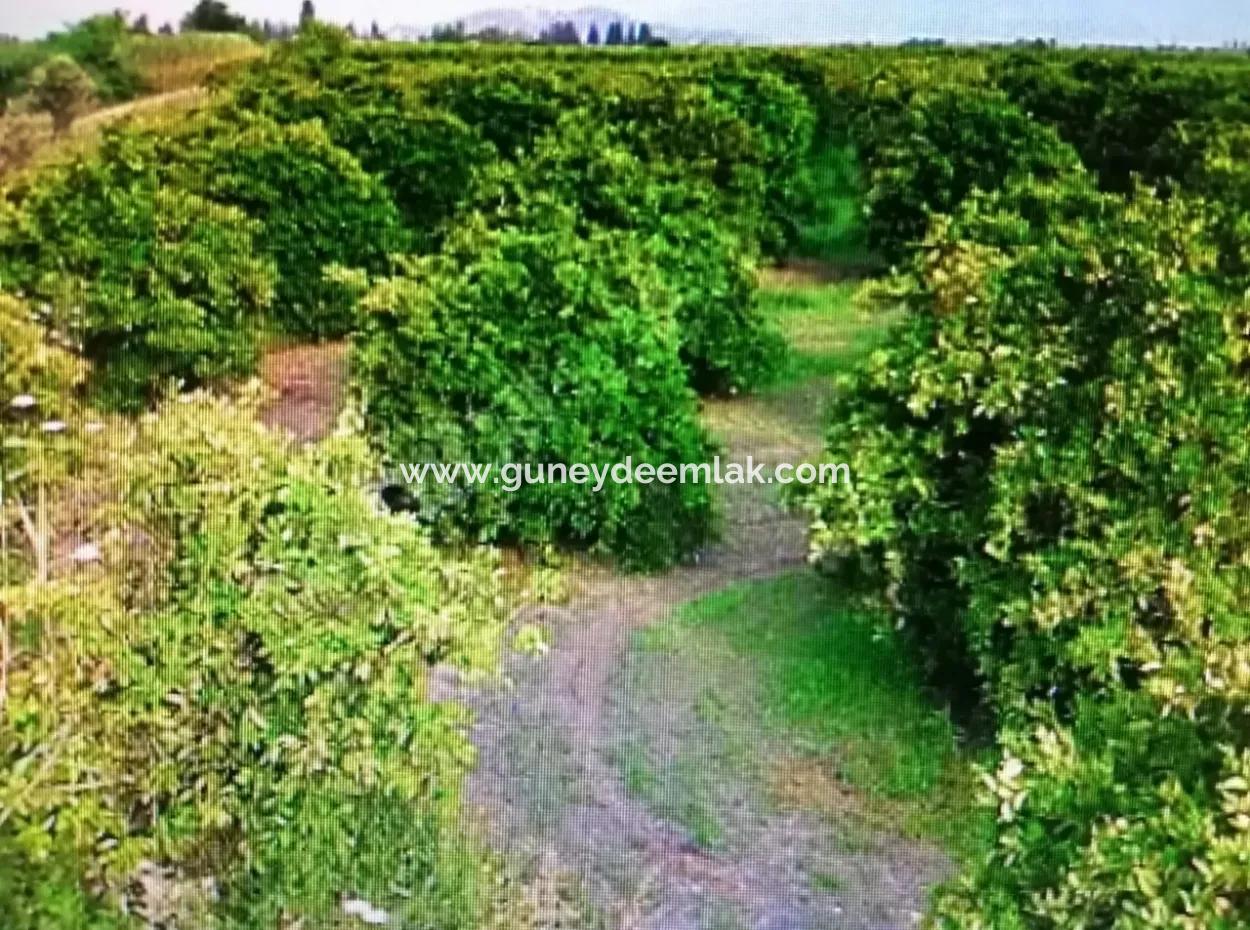 Citrus Garden For Sale In Köyceğiz Up Also, 29 000 M2