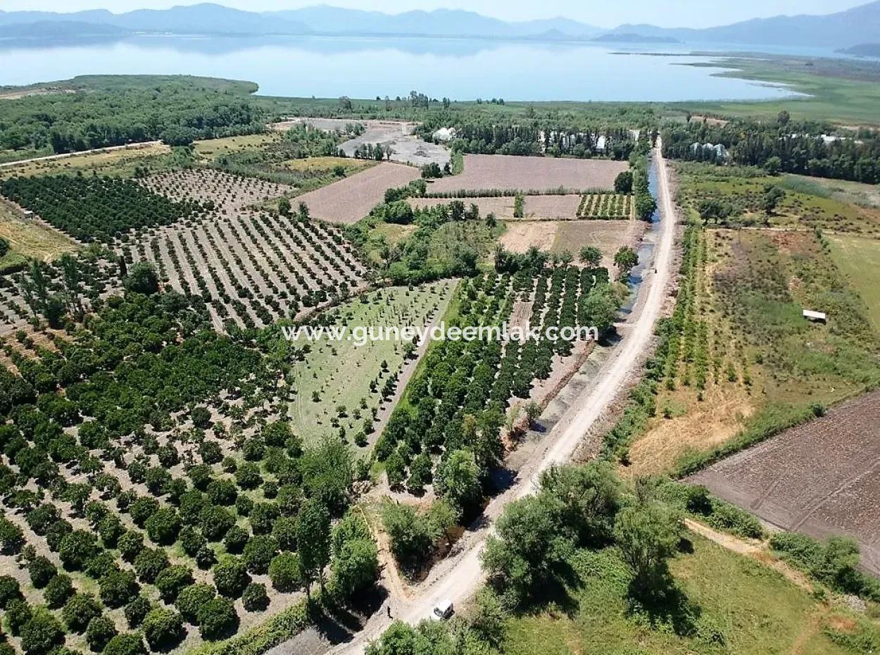 Detached Title Deed Close To The Lake In Köyceğiz 2 650 M2 Citrus Garden For Sale Or Exchange