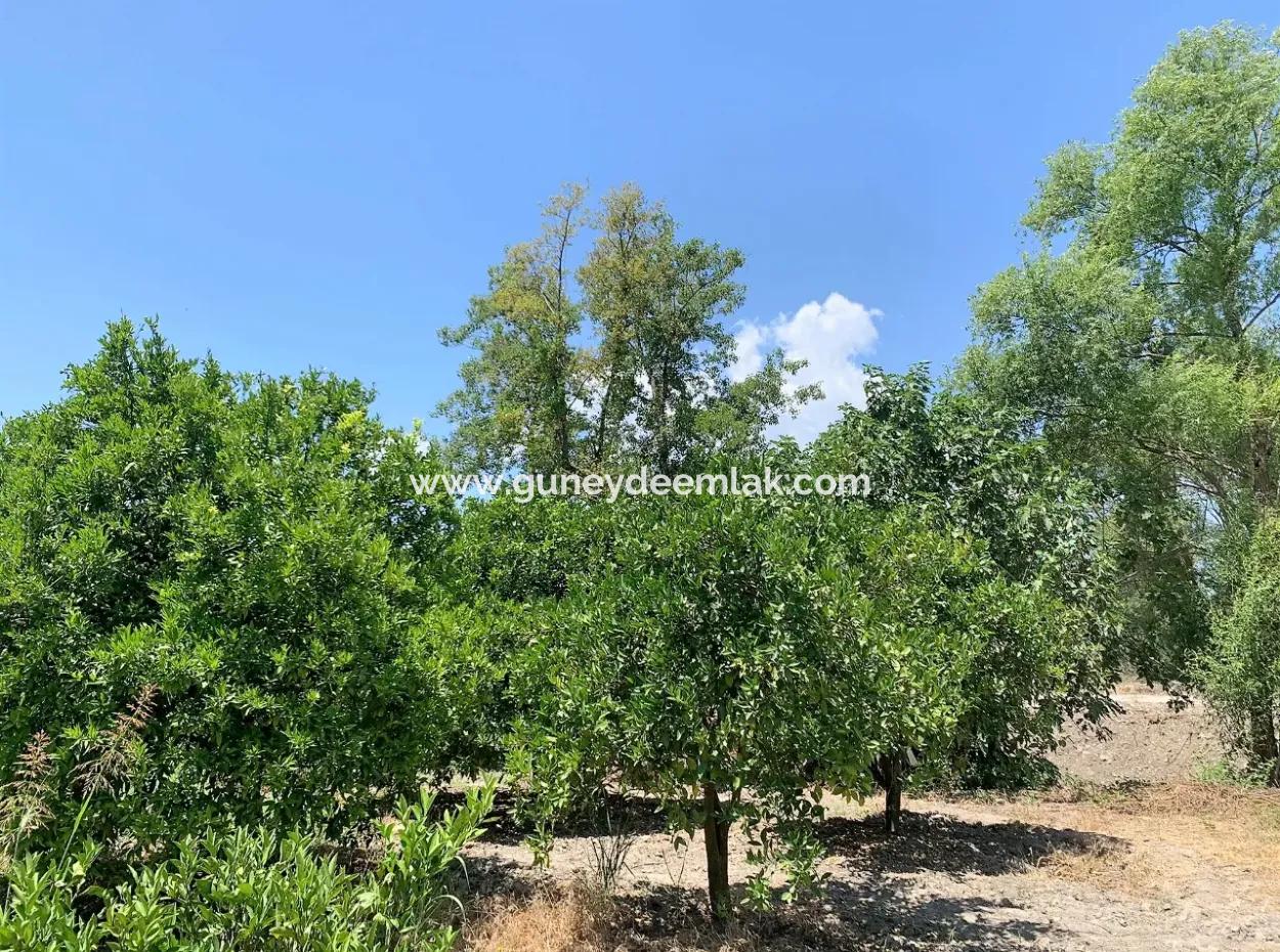 Detached Title Deed Close To The Lake In Köyceğiz 2 650 M2 Citrus Garden For Sale Or Exchange