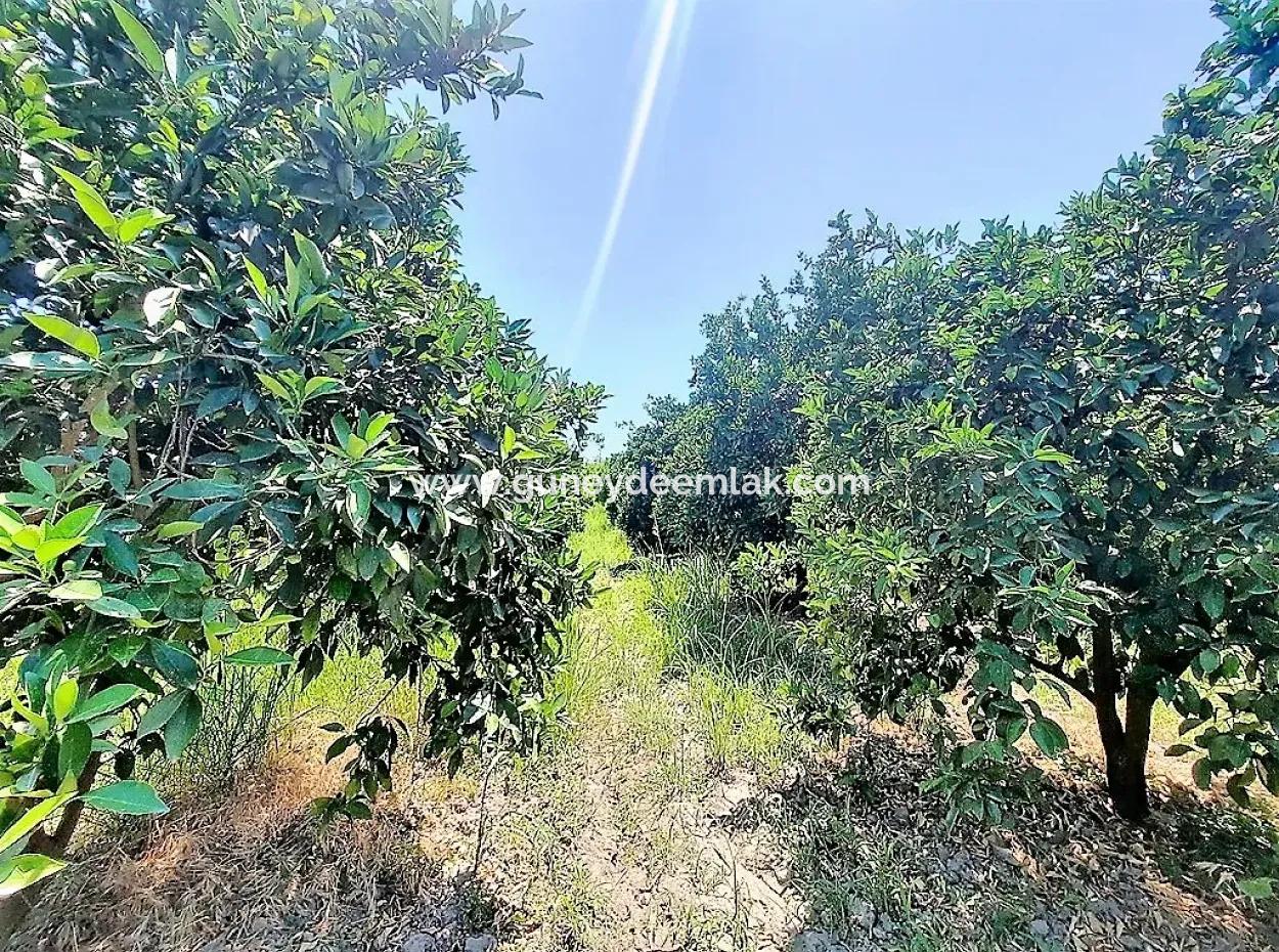 Detached Title Deed Close To The Lake In Köyceğiz 2 650 M2 Citrus Garden For Sale Or Exchange