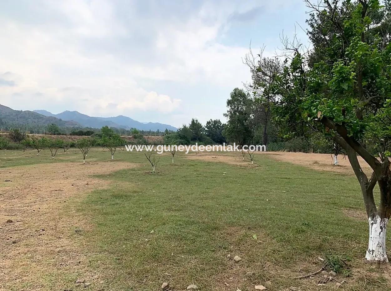 Tea Edge 10345 M2 Land And Detached House For Sale In Ortaca Çaylı Pine Forest