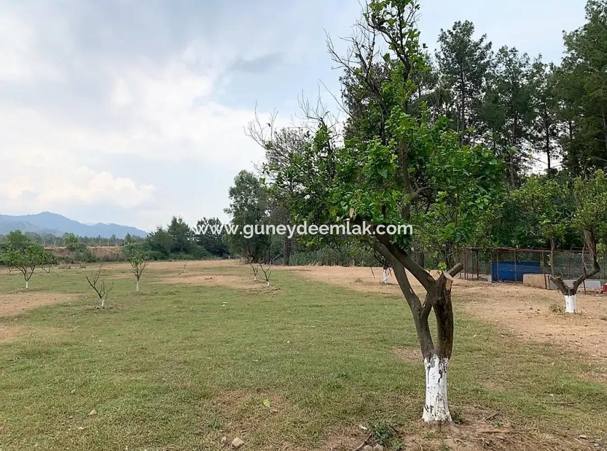 Tea Edge 10345 M2 Land And Detached House For Sale In Ortaca Çaylı Pine Forest