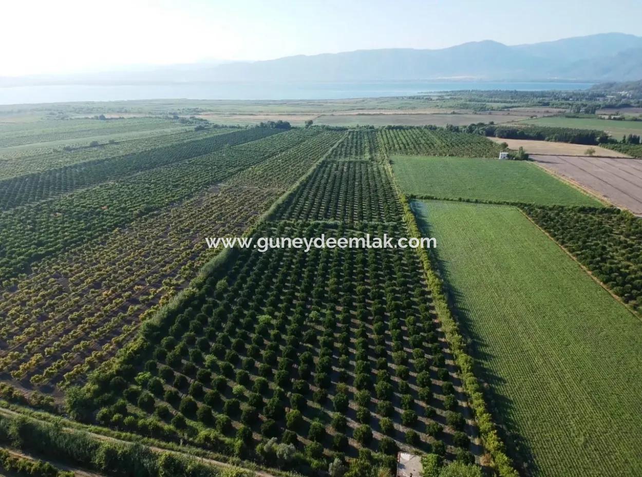 Oriya Tepearasi For Sale In Citrus Garden