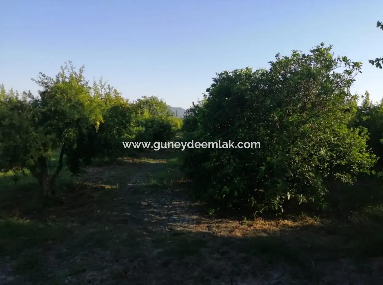 Garden For Sale In Oriya Tepearasi