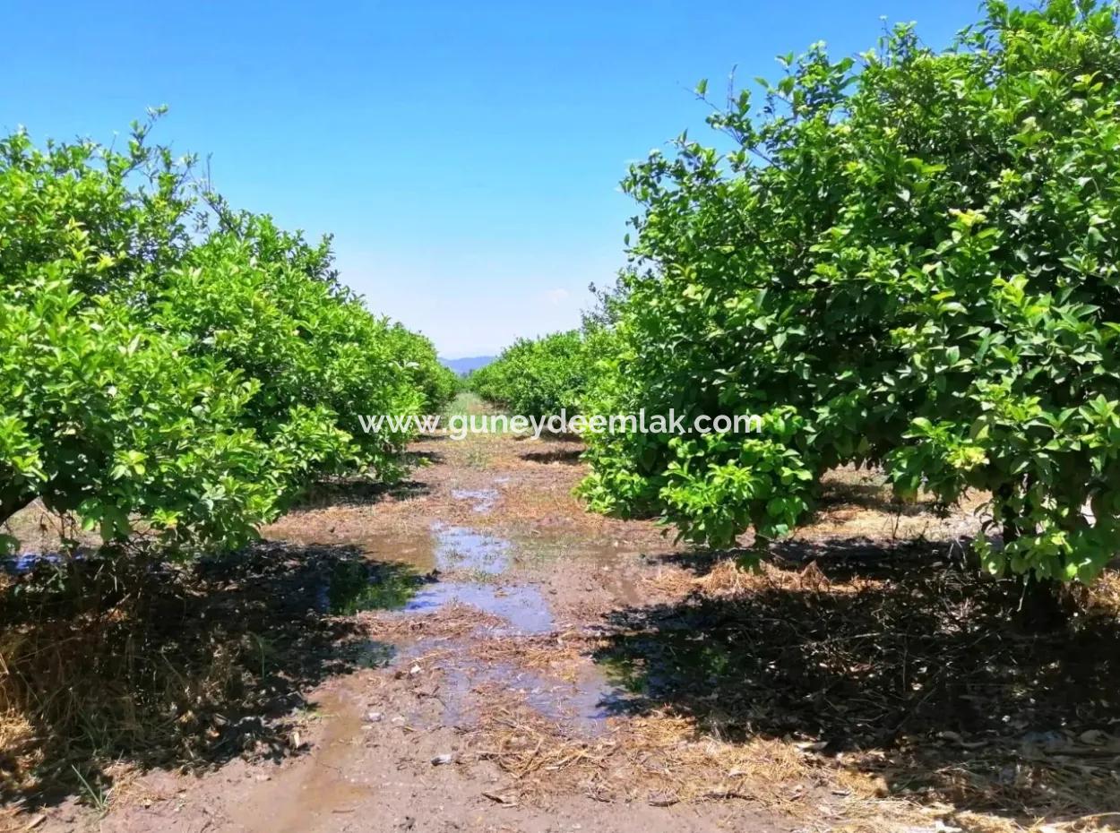 Lemon Garden For Sale Bargain Ortaca