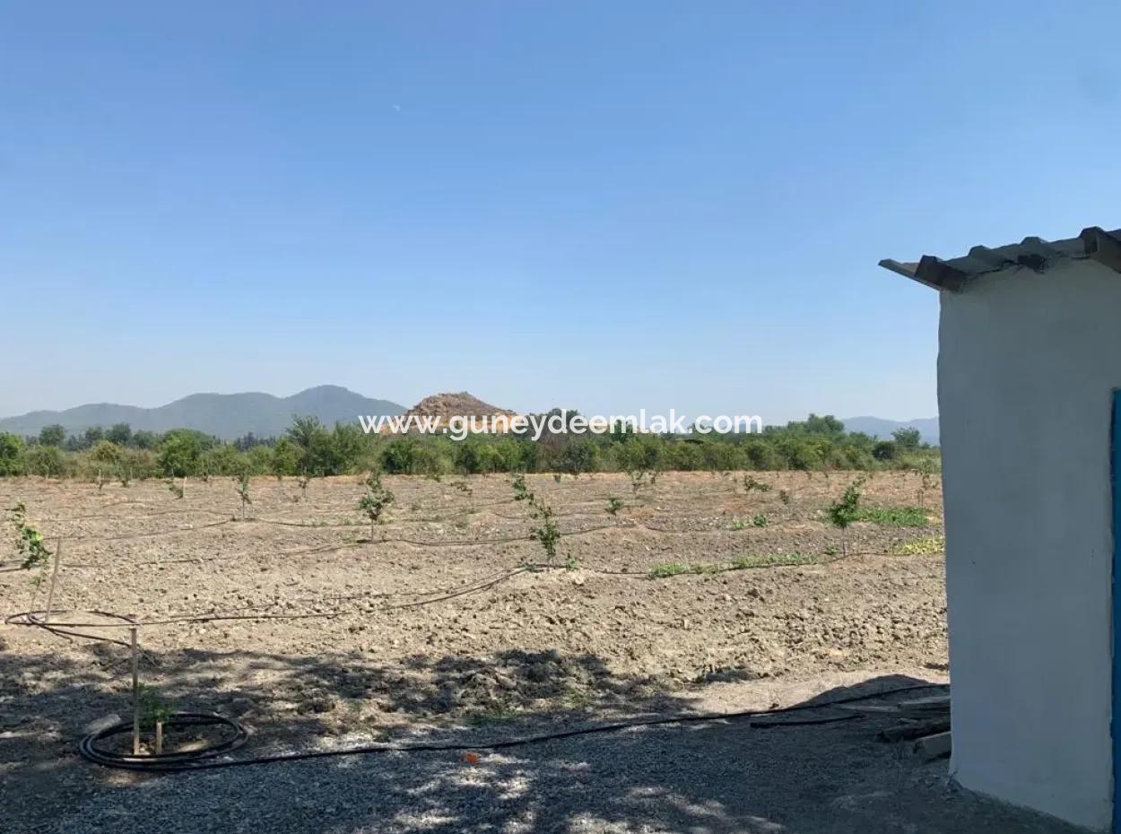 7300 M2 Lemon Field For Sale In Mugla Ortaca Tepearasi