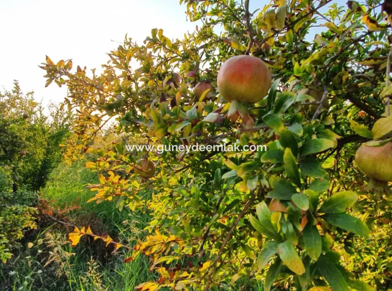 Pomegranate Garden For Sale In Mugla Ortaca Tepearasi