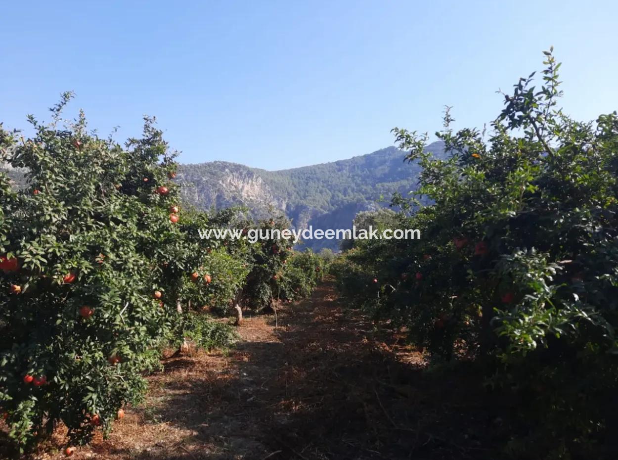 Mugla Ortaca Dalyan 7520 M2 Maniced Detached Pomegranate Garden For Sale