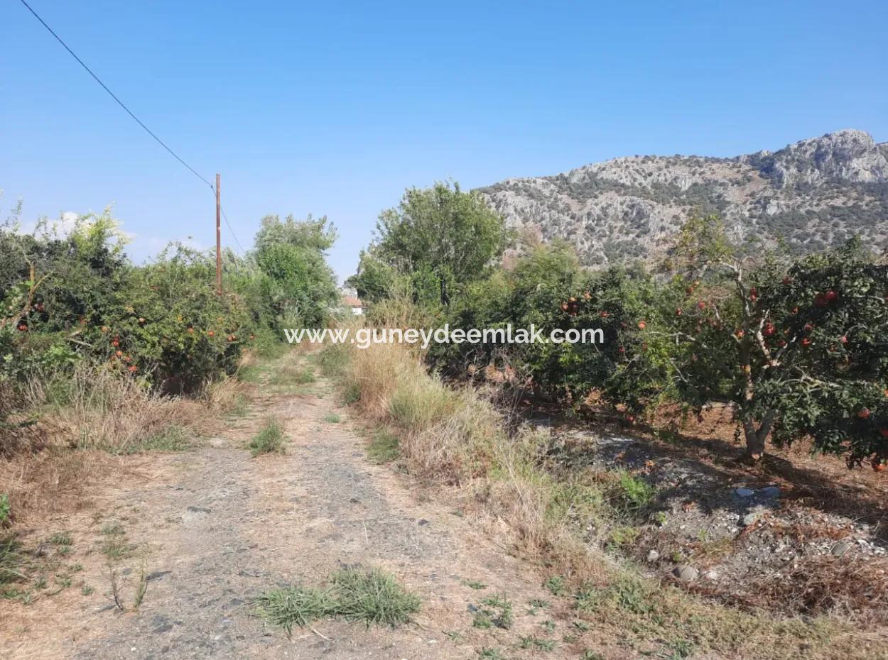 Mugla Ortaca Dalyan 7520 M2 Maniced Detached Pomegranate Garden For Sale