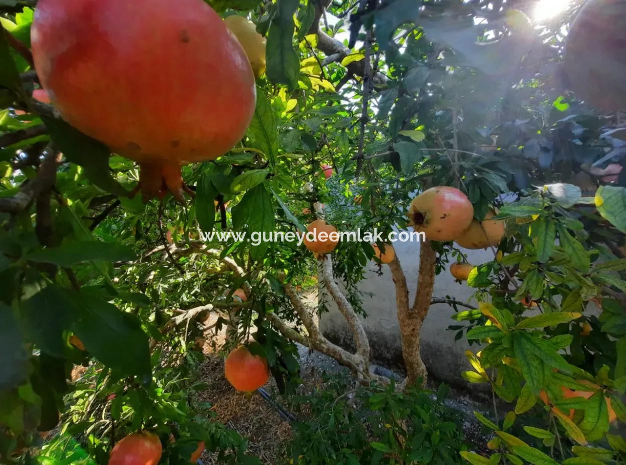 Mugla Ortaca Dalyan 7520 M2 Maniced Detached Pomegranate Garden For Sale