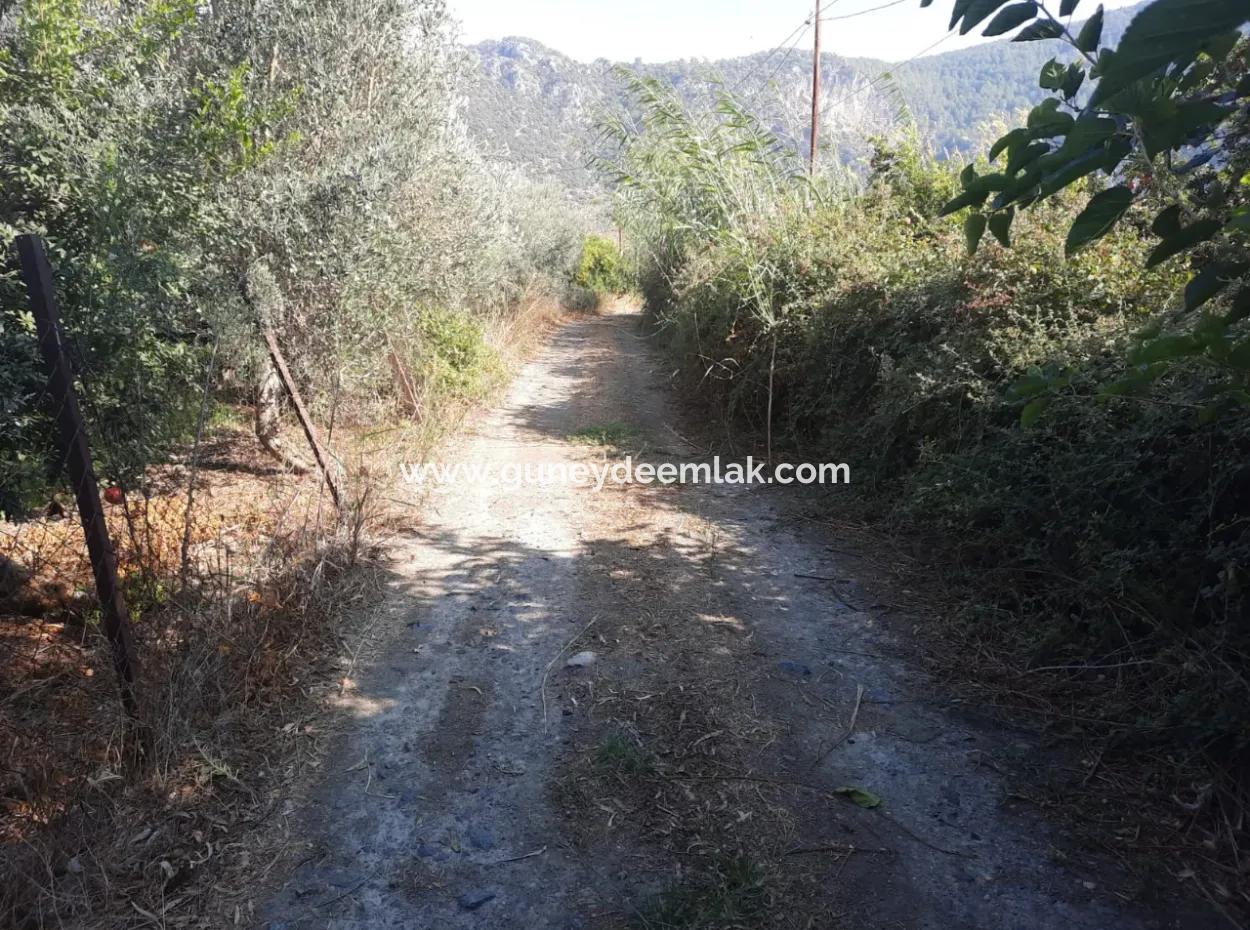 Mugla Ortaca Dalyan 7520 M2 Maniced Detached Pomegranate Garden For Sale