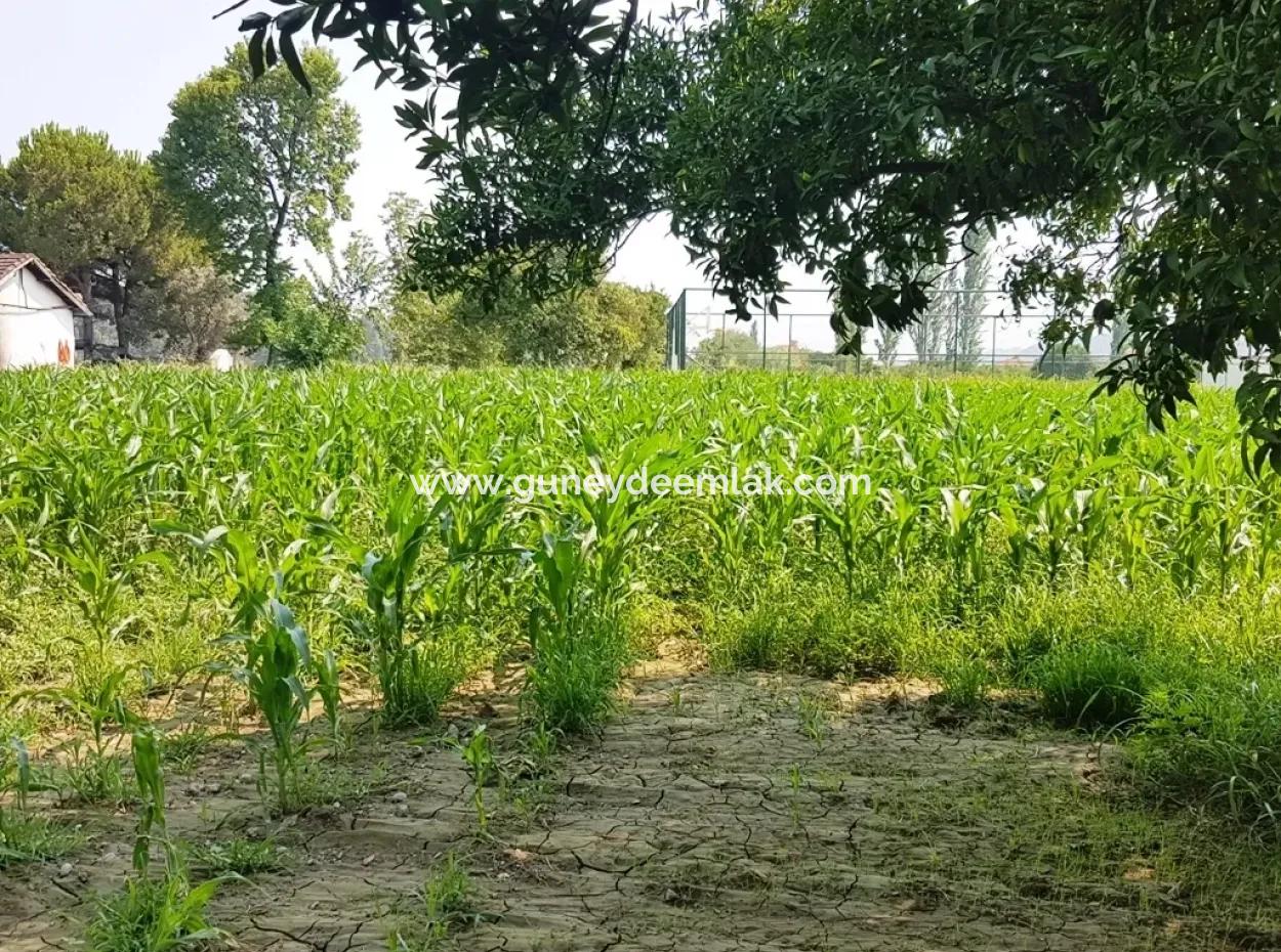 Dalaman Cheap Land For Sale In Investment, Appropriate Land
