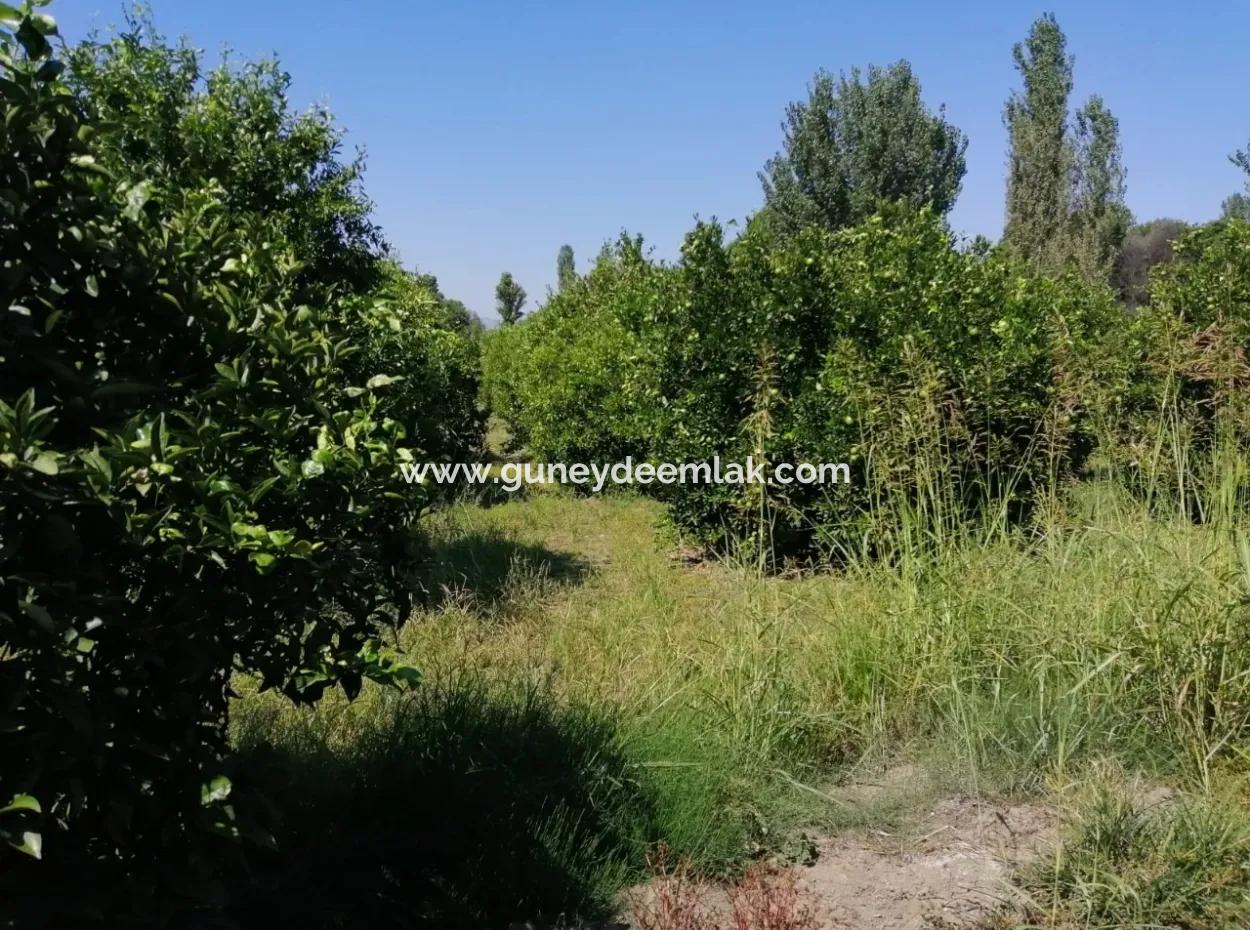 Farm For Sale In Kavakarasi Koycegiz
