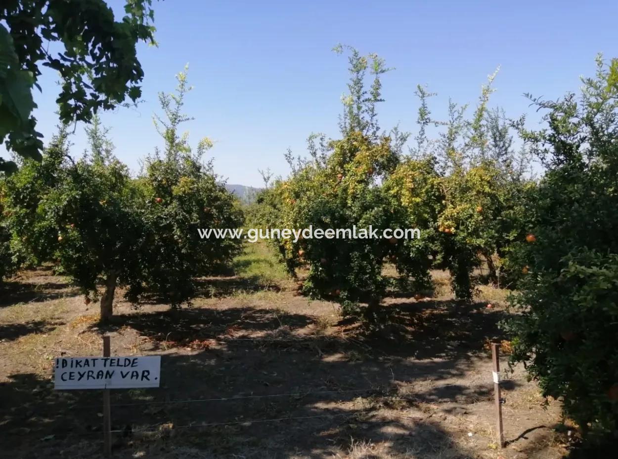 Pomegranate Garden For Sale In Mugla Ortaca Tepearasi