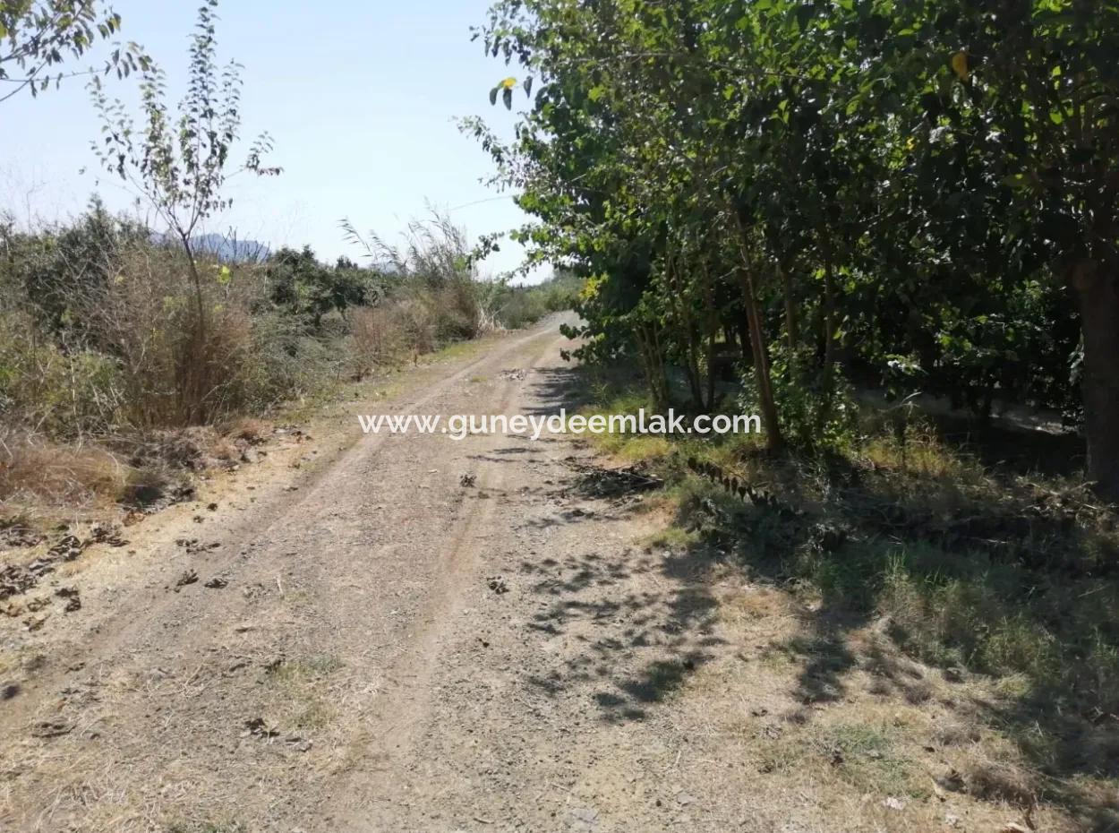 Pomegranate Garden For Sale In Mugla Ortaca Tepearasi