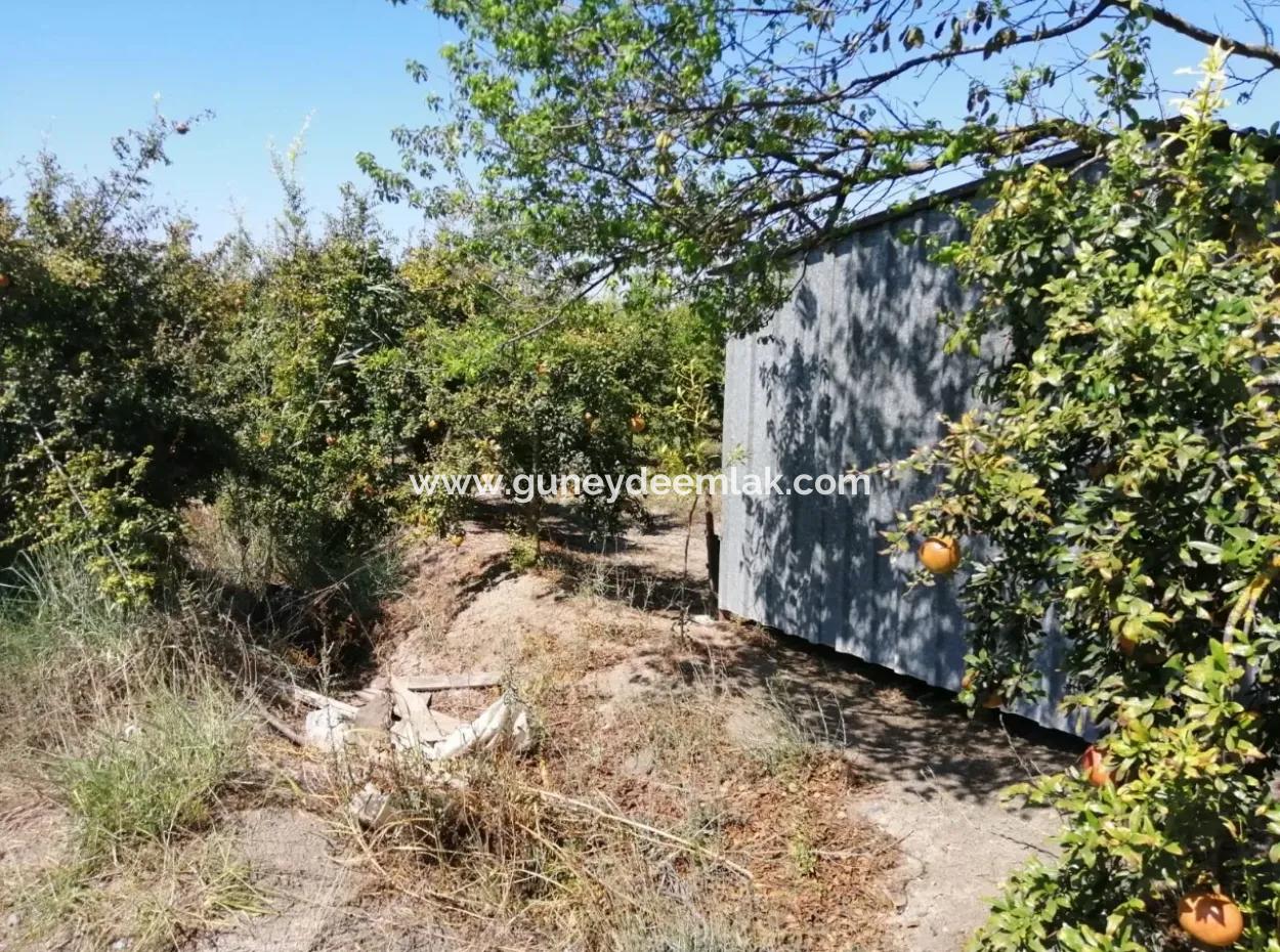 Pomegranate Garden For Sale In Mugla Ortaca Tepearasi