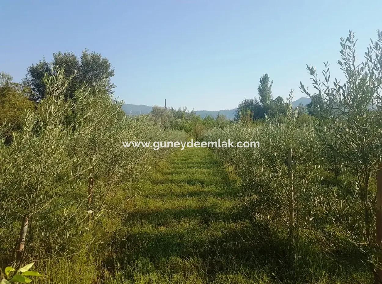 Bargain Plot For Sale In Beyoba