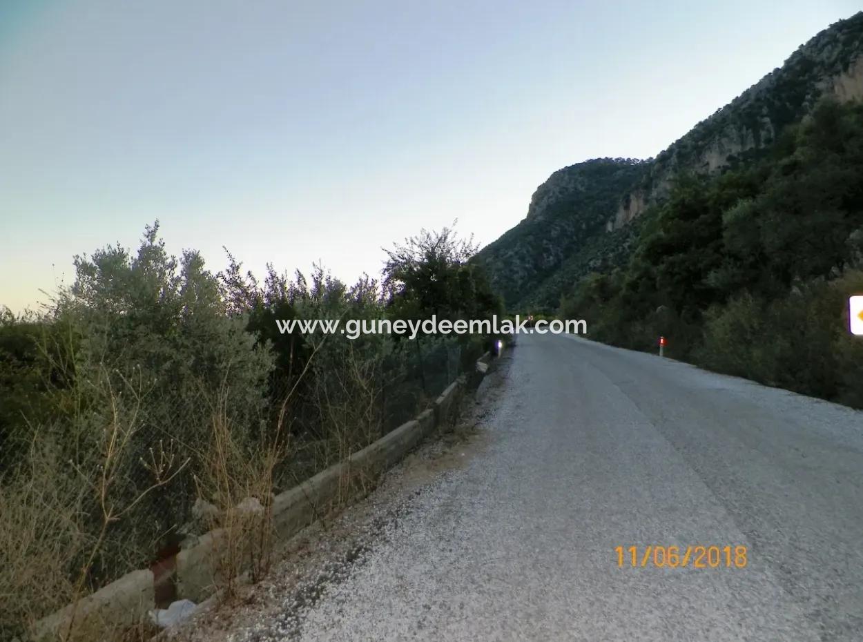Farm For Sale In Oriya Yeşilyurt