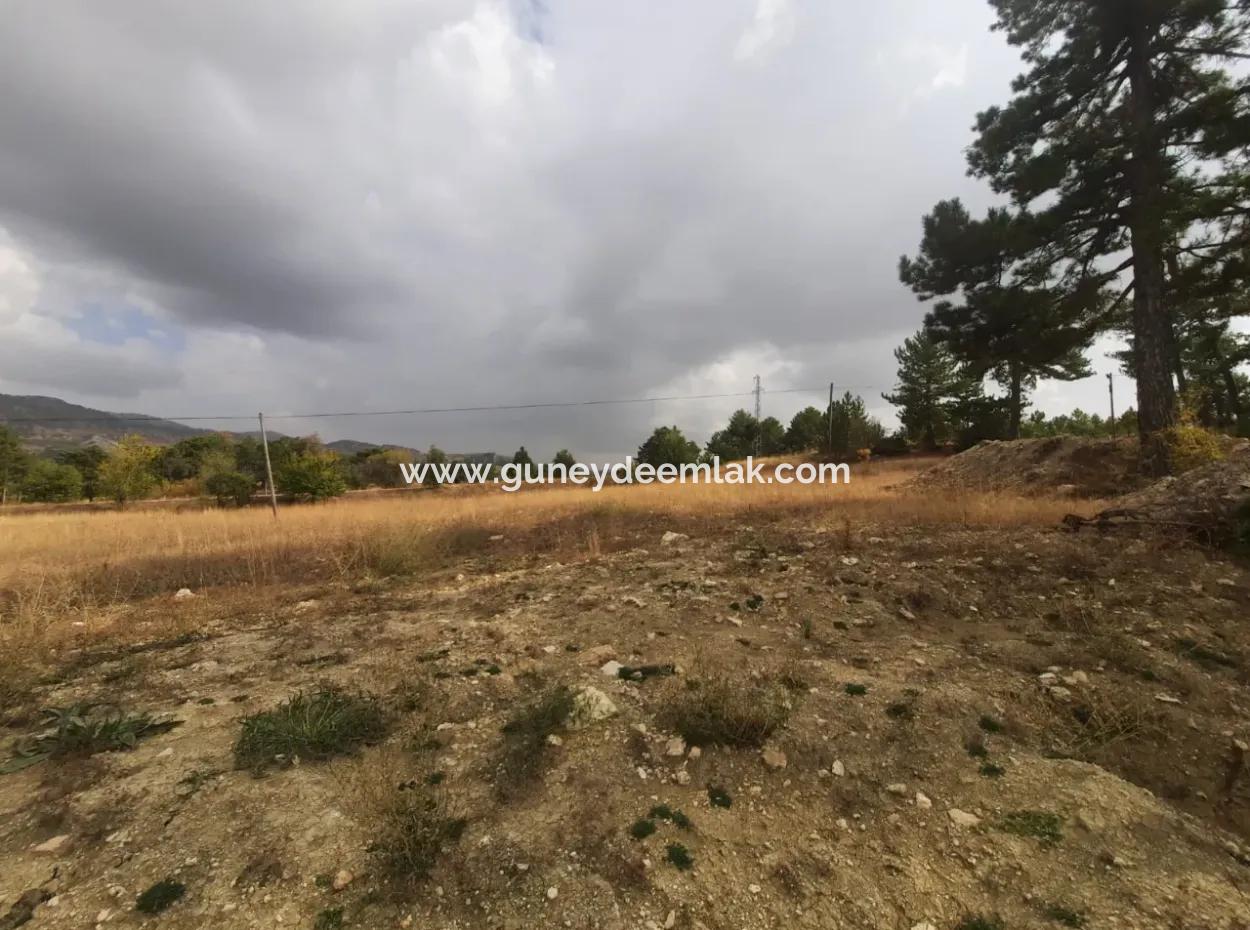 6 230 M2 Fertile Land For Rent In Çameli Cumaalanı