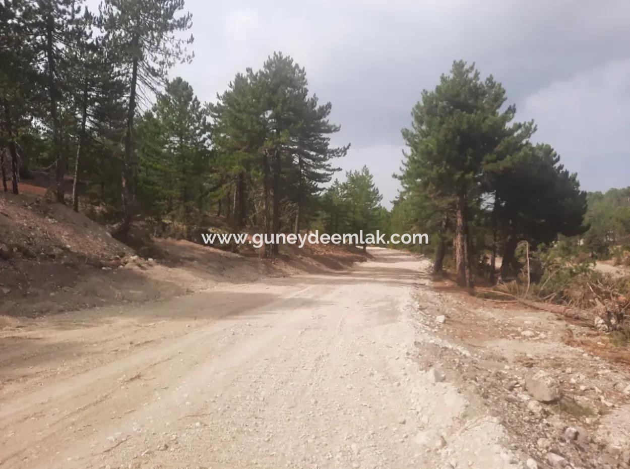 6 230 M2 Fertile Land For Rent In Çameli Cumaalanı